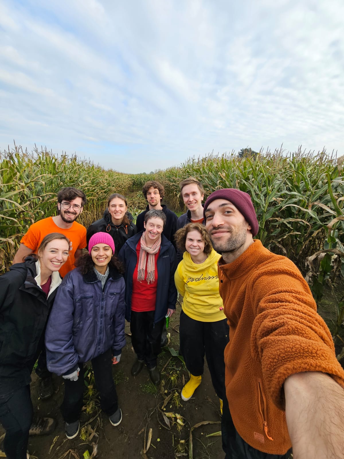 Field trial harvesting 2024